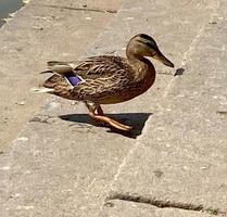 primer plano de un ánade real o pato salvaje. foto