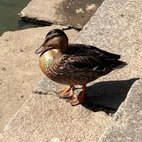 Close-up of a Mallard or Wild Duck. photo