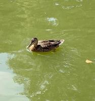 Close-up of a Mallard or Wild Duck. photo