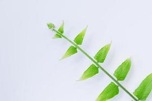 Young fern leaves isolated on a white background photo