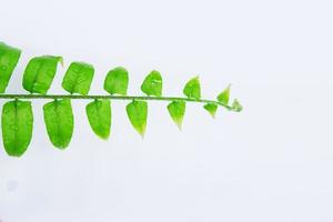 Young fern leaves isolated on a white background photo