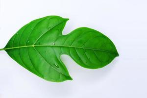 Young jack fruit leaves isolated on a white background photo