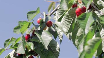 bacche rosse e dolci mature della ciliegia che pendono da un ramo di albero prima del raccolto all'inizio dell'estate. un albero con deliziosi e succosi frutti di ciliegia di uccello rosso scuro appesi a un ramo di un albero. video