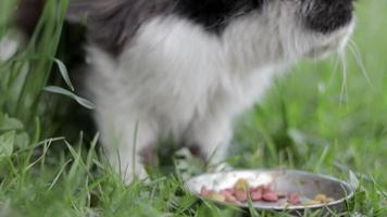 A street stray cat eats similar food from a metal bowl on the ground in the grass, outdoors. The concept of wild stray animals living on the streets. Abandoned pets due to the war in Ukraine 2022. video