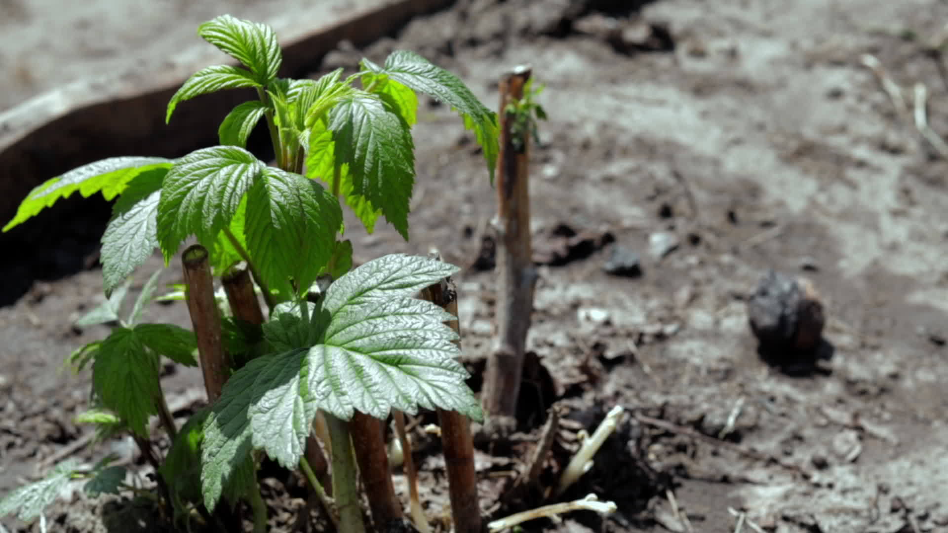 Small young raspberry bush in the ground. Gardening concept. Planting