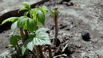 Small young raspberry bush in the ground. Gardening concept. Planting raspberry seedlings in spring. Sprout of a berry bush in bright daylight in spring. Growing raspberries on a fruit farm or garden. video