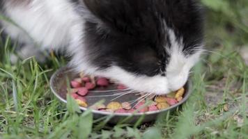 A street stray cat eats similar food from a metal bowl on the ground in the grass, outdoors. The concept of wild stray animals living on the streets. Abandoned pets due to the war in Ukraine 2022. video