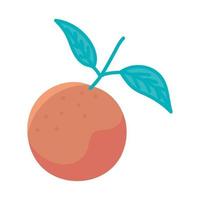 orange fruit icon vector