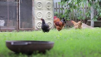 las gallinas rojas en el patio están buscando comida. industria agrícola cría de pollos. primer plano de un pollo rojo en la naturaleza. aves domésticas en una granja de campo libre. caminar en el patio. video