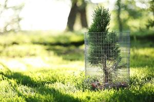 green coniferous ornamental tree in the grass in the garden. the tree is fenced with metal mesh to protect it from destruction photo