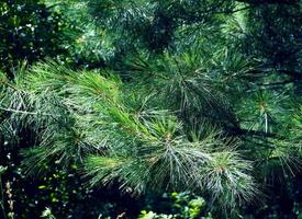 Pine Tree Texture Background photo