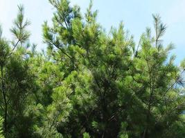 Pine Tree On Sunny Day photo