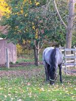 caballo pastando en la tarde de otoño foto