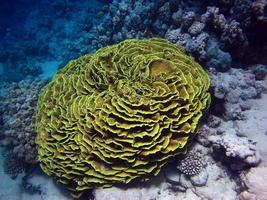 hermosos arrecifes de coral del mar rojo.