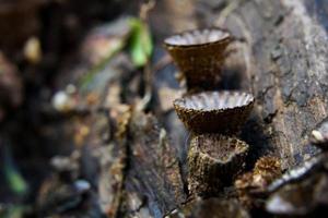 beautiful closeup of forest mushrooms in grass, autumn season. little fresh mushrooms, growing in Autumn Forest. mushrooms and leafs in forest. Mushroom picking concept. photo