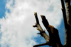 A cut out of wood on a sky background.  It is the destruction of nature, affecting the environment.  cause global warming  reduce the amount of oxygen. photo