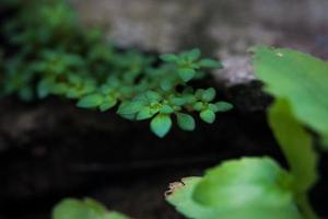 The tiny flowers and grasses that are formed after rainwater are essential to living things. photo