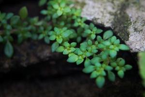 las diminutas flores y pastos que se forman después del agua de lluvia son esenciales para los seres vivos. foto