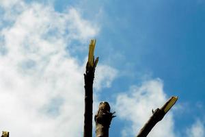 A cut out of wood on a sky background.  It is the destruction of nature, affecting the environment.  cause global warming  reduce the amount of oxygen. photo