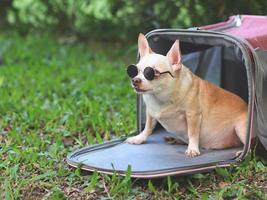 perro chihuahua marrón gordo con gafas de sol sentado en una bolsa de viaje de tela rosa sobre hierba verde en el jardín, mirando hacia otro lado, listo para viajar. viaje seguro con animales. foto