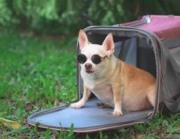 Perro chihuahua marrón gordo con gafas de sol sentado en una bolsa de viaje de tela rosa sobre hierba verde en el jardín, mirando la cámara, listo para viajar. viaje seguro con animales.