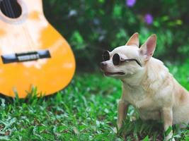 feliz perro chihuahua de pelo corto marrón con gafas de sol sentado con guitarra acústica sobre pastos verdes en el jardín, mirando hacia otro lado con curiosidad. foto
