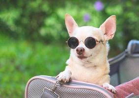 perro chihuahua marrón con gafas de sol en una bolsa de transporte de mascotas de viajero de tela rosa sobre hierba verde en el jardín, listo para viajar. viaje seguro con animales. foto