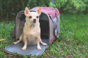 brown  short hair  Chihuahua dog sitting in front of pink fabric traveler pet carrier bag on green grass in the garden, ready to travel. Safe travel with animals.