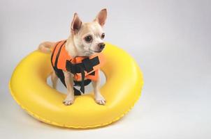 lindo perro chihuahua de pelo corto marrón con chaleco salvavidas naranja o chaleco salvavidas parado en un anillo de natación amarillo, mirando el espacio de la copia, aislado en fondo blanco. foto