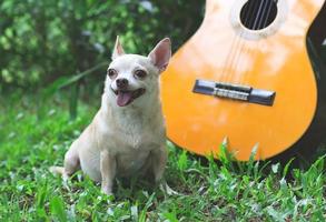 feliz perro chihuahua de pelo corto marrón sentado en la hierba verde con guitarra en el jardín, sonriendo con la lengua fuera foto