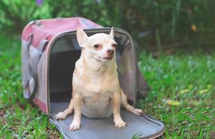 brown  Chihuahua dog sitting in front of pink fabric traveler pet carrier bag on green grass in the garden,  looking  at camera, and squinting,  ready to travel. Safe travel with animals. photo