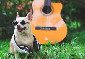 perro chihuahua de pelo corto marrón con gafas de sol y auriculares alrededor del cuello, sentado con guitarra acústica sobre hierba verde en el jardín, sonriendo con la lengua fuera foto