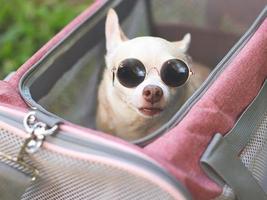 brown short hair  Chihuahua dog wearing sunglasses, sitting in pink fabric traveler pet carrier bag on green grass, looking up, ready to travel. Safe travel with animals.