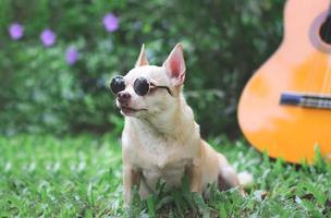 feliz perro chihuahua de pelo corto marrón con gafas de sol sentado con guitarra acústica sobre pastos verdes en el jardín, mirando hacia otro lado con curiosidad. foto