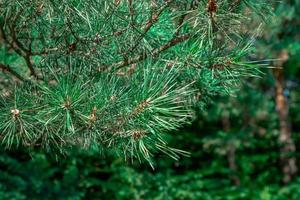 Pine tree close-up on a blurry background photo