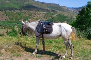 caballo en el bosque, con un primer plano foto