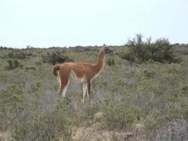 guanaco, lama guanicoe, en estado salvaje en la patagonia foto