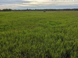 fotografía de paisaje en los campos de arroz de la isla de kalimantan oriental foto