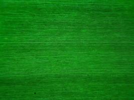 green banana leaf texure perfect for background and wallpaper photo