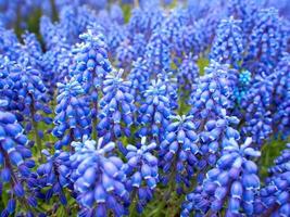 Lots of Blue Flowers photo