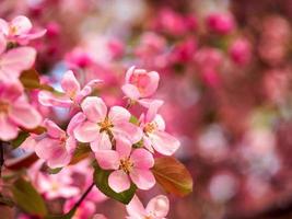 Pink Flowers on a tree photo