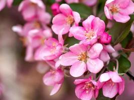 Pink Cherry Blossoms on a Tree photo