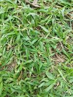 green grass in the yard photo