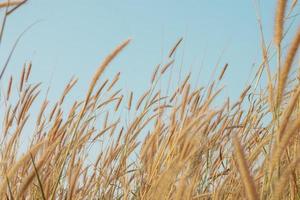 Grass flowers bloom in the summer on blue sky background. photo