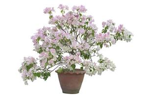 White and Pink Bougainvillea flower bloom in brown pot isolated on white background with clipping path. photo