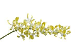 Yellow orchid flower bouquet bloom isolated on white background included clipping path. photo