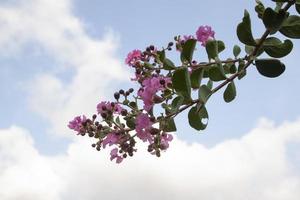 Beautiful Crape myrtle, Lagerstroemia, Crape flower, Indian Lilac in the garden on white cloud and blue sky background. photo