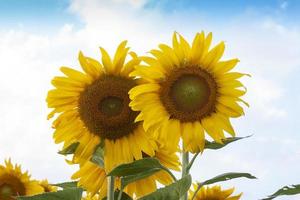 Sunflowers are blooming in the garden on the clear sky background. photo
