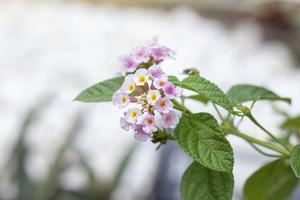 Pink and white West Indian Lantana bloom in the garden on blur nature background. Is a Thai herb. photo