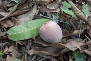 Ripe mangoes fall from the trees on the dry leaves. photo